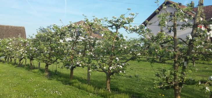 Fleurs en folies