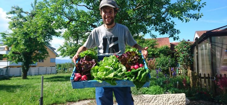 Nos premiers légumes sont là.