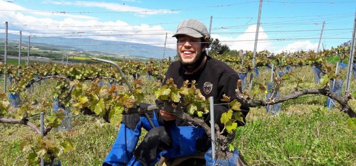 Vignes et semis de mai