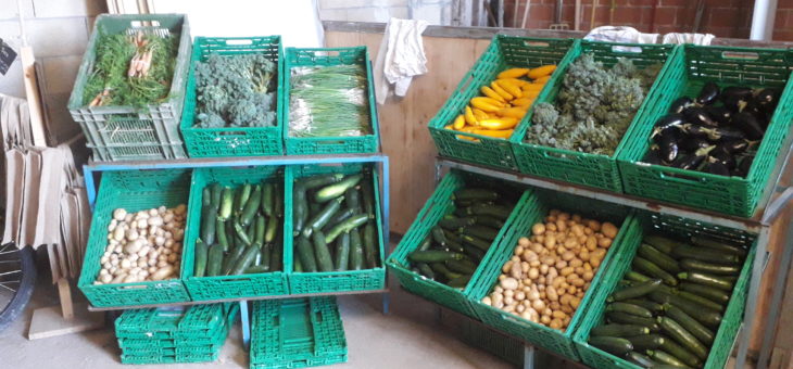 Nos nouveaux légumes