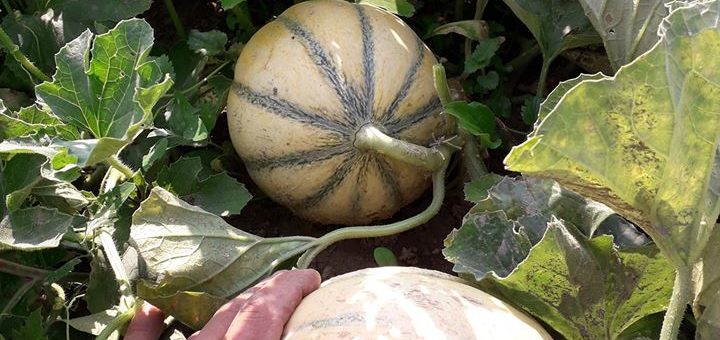 Les melons sont là